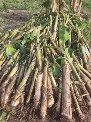 Hybrid Plantain Suckers