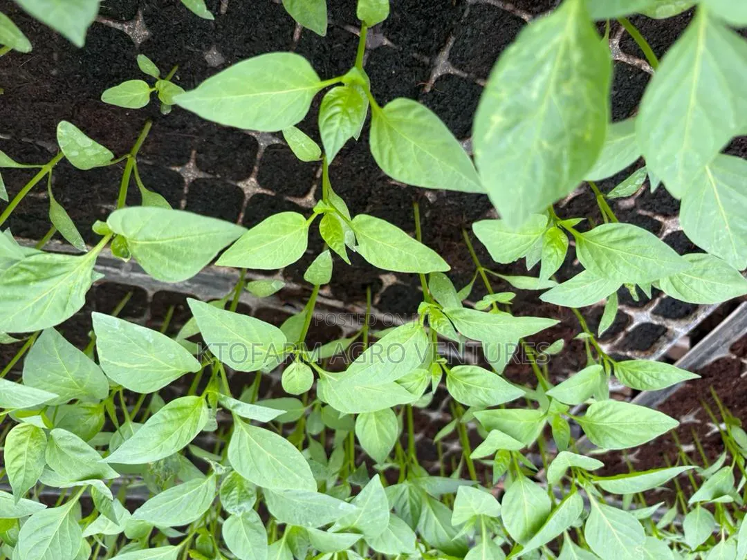 Red and Yellow Bell Pepper Seedlings
