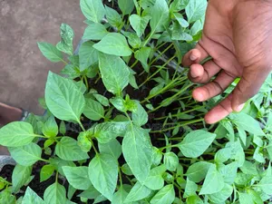Red and Yellow Bell Pepper Seedlings