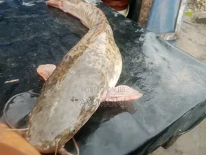 Juvenile and Fingerling Fresh Fish and Smoking Dried Fish