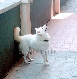 1+ year Male Purebred American Eskimo