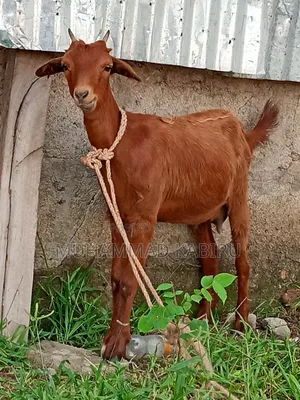 Broiler Chickens and Goat