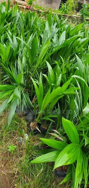 Hybrid Dwarf Tenera