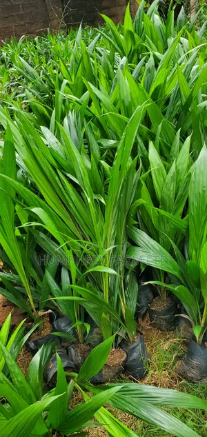 Hybrid Dwarf Tenera