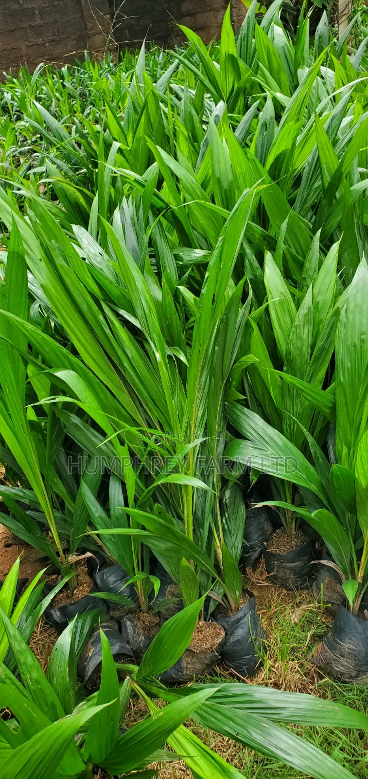 Hybrid Dwarf Tenera
