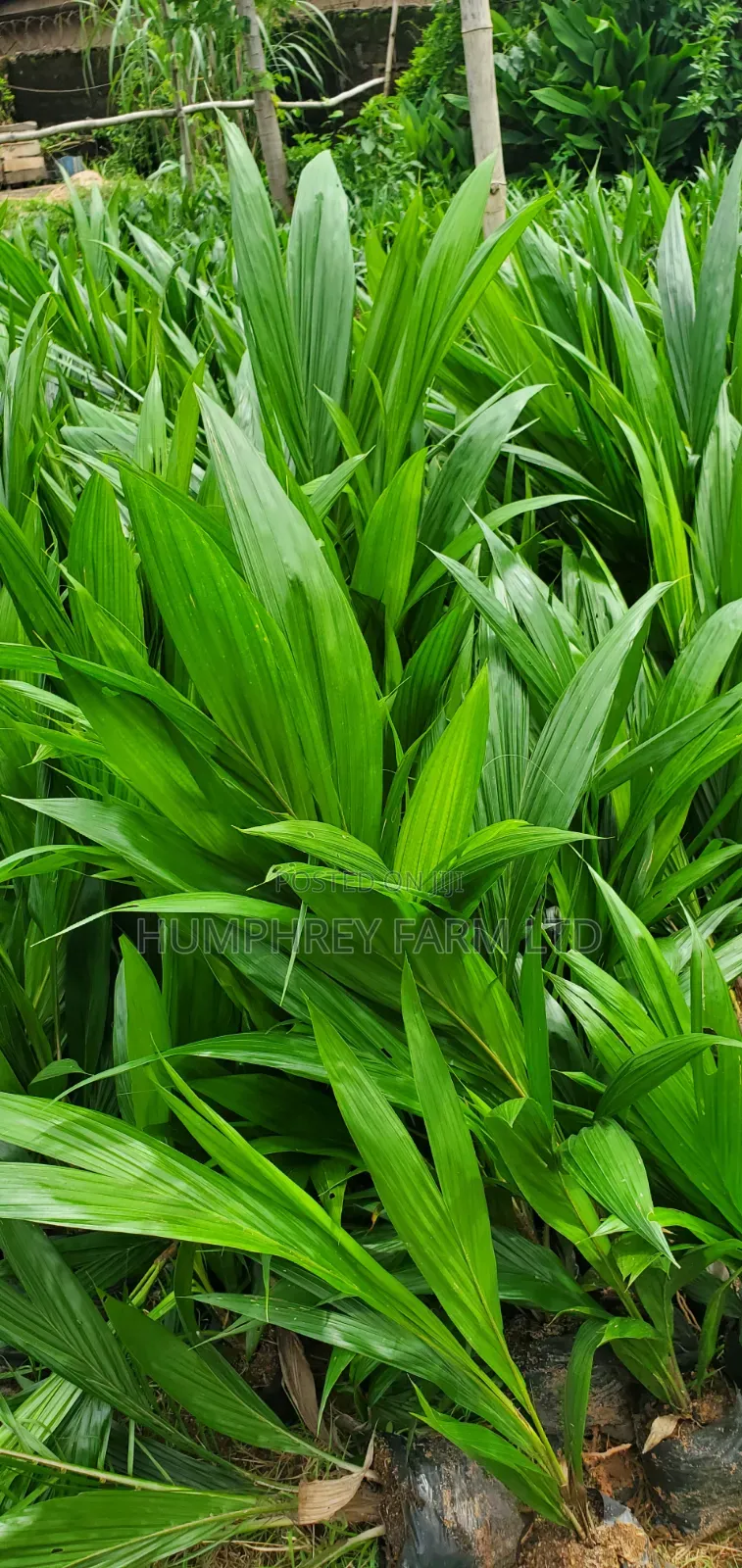 Hybrid Dwarf Tenera