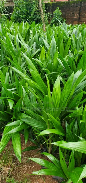 Oil Palm Seedlings for Sale at Affordable Prices