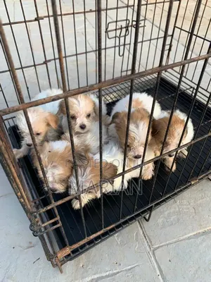 1-3 months Female Purebred Lhasa Apso