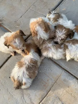 1-3 months Female Purebred Lhasa Apso