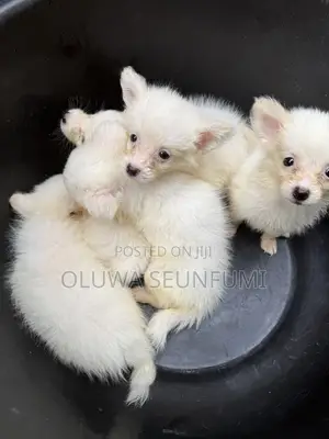 1-3 months Female Purebred American Eskimo