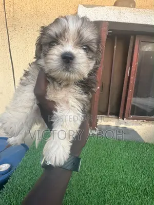 1-3 months Male Purebred Lhasa Apso