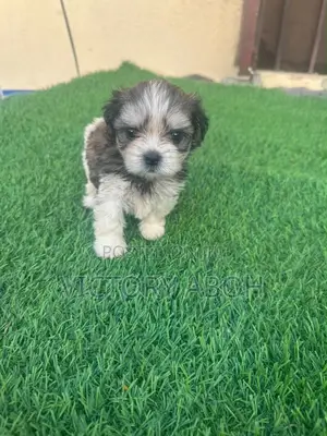 1-3 months Male Purebred Lhasa Apso
