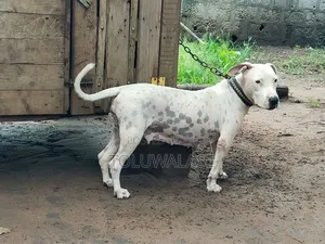 1+ year Female Purebred Bull Terrier