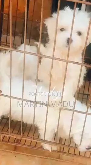 1-3 months Female Purebred Lhasa Apso