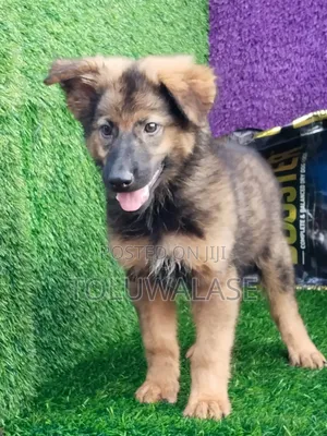 1-3 months Male Purebred German Shepherd