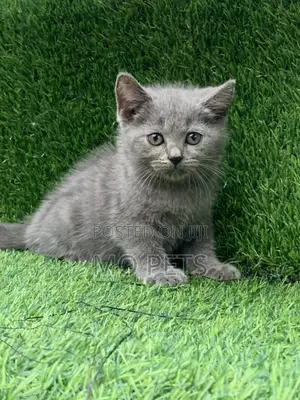 1-3 months Male Purebred British Shorthair
