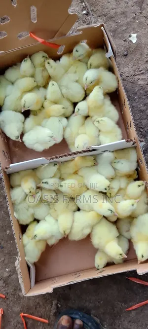 Day Old Chicks Broiler