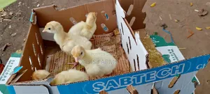 Foreign Turkey