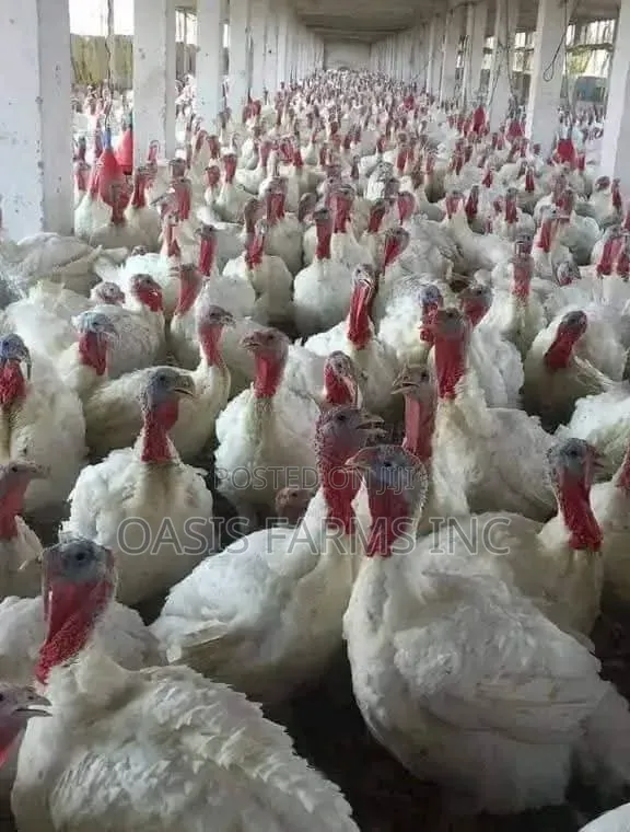 Matured Foreign Turkey
