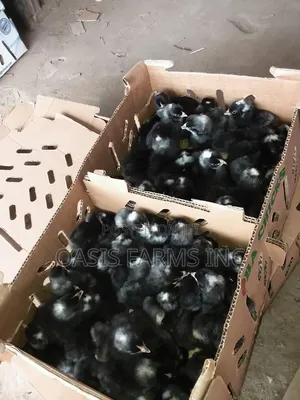 Black Cockerel