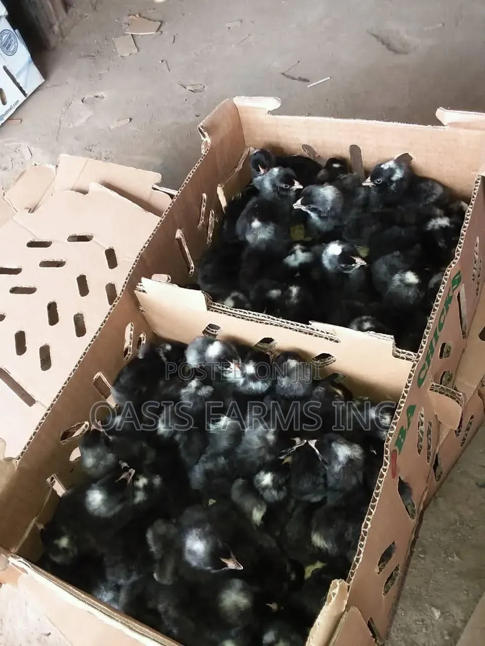 Black Cockerel