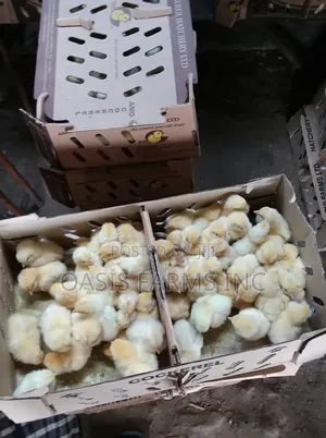 Quality White Cockerel Day Old Chicks