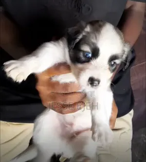 0-1 month Female Mixed Breed Lhasa Apso