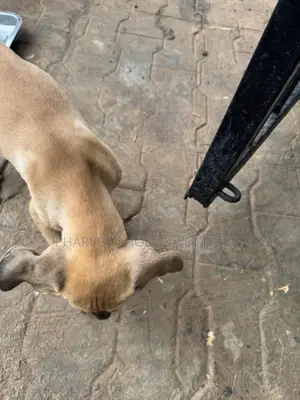 0-1 month Female Purebred Boerboel