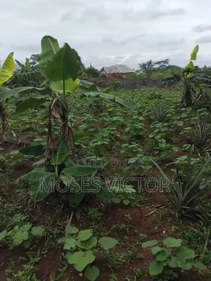 1 Plot of Land