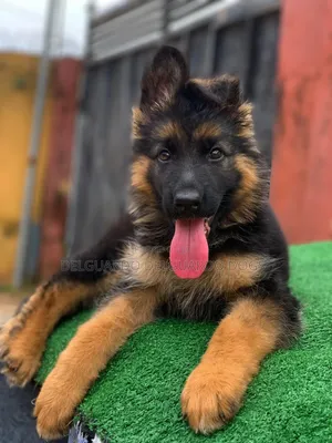 1-3 months Male Purebred German Shepherd
