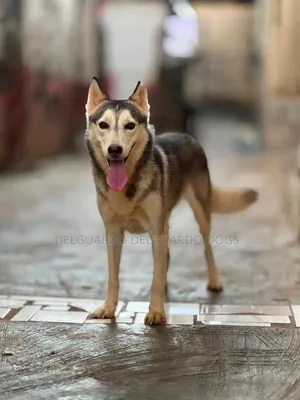 1-3 months Female Purebred Siberian Husky