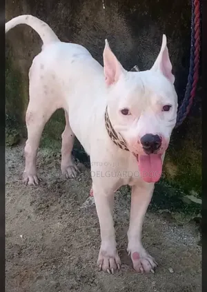 6-12 months Male Purebred American Pit Bull Terrier