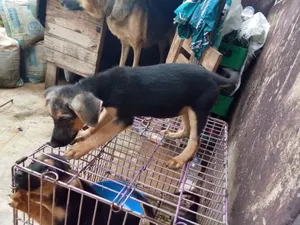 1-3 months Female Purebred German Shepherd