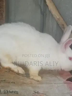 Rabbit and Goats