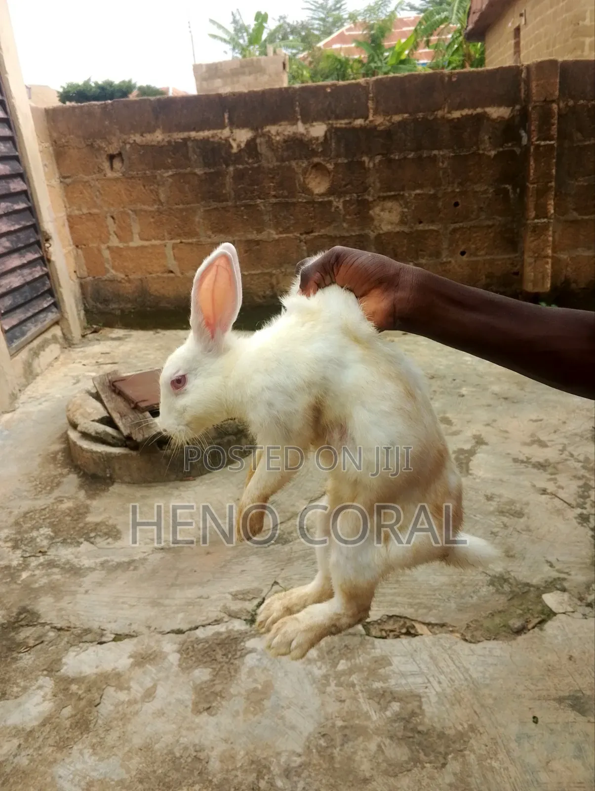 Adult Rabbit 2 Years Plus
