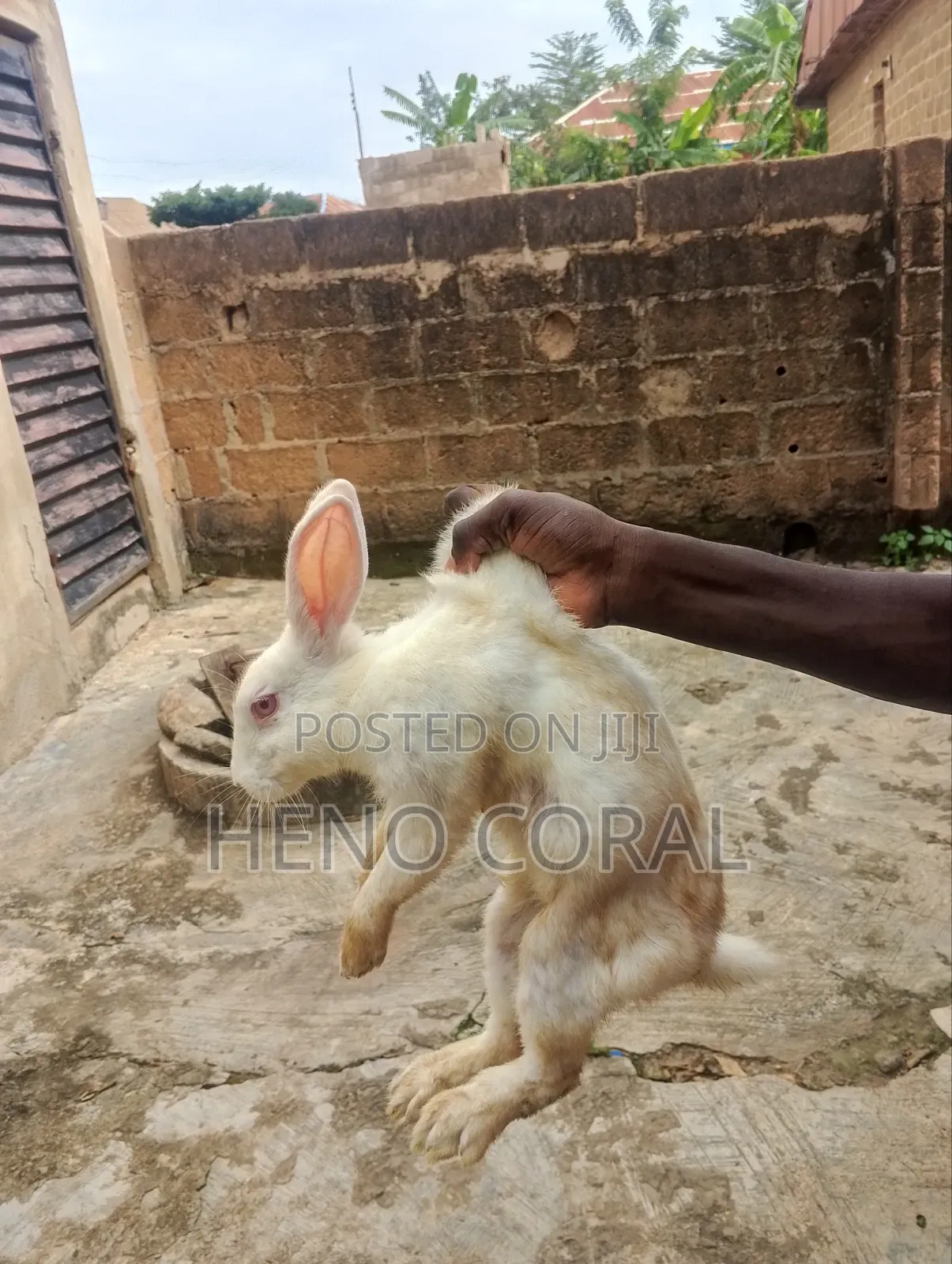 Adult Rabbit 2 Years Plus