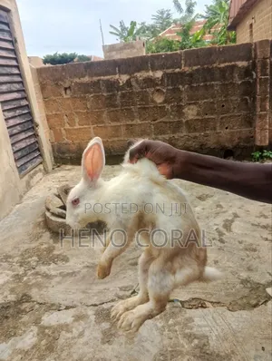 Adult Rabbit 2 Years Plus