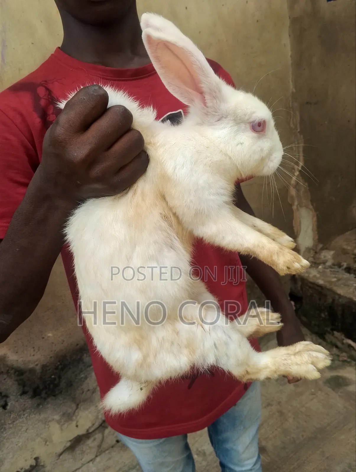 Adult Rabbit 2 Years Plus