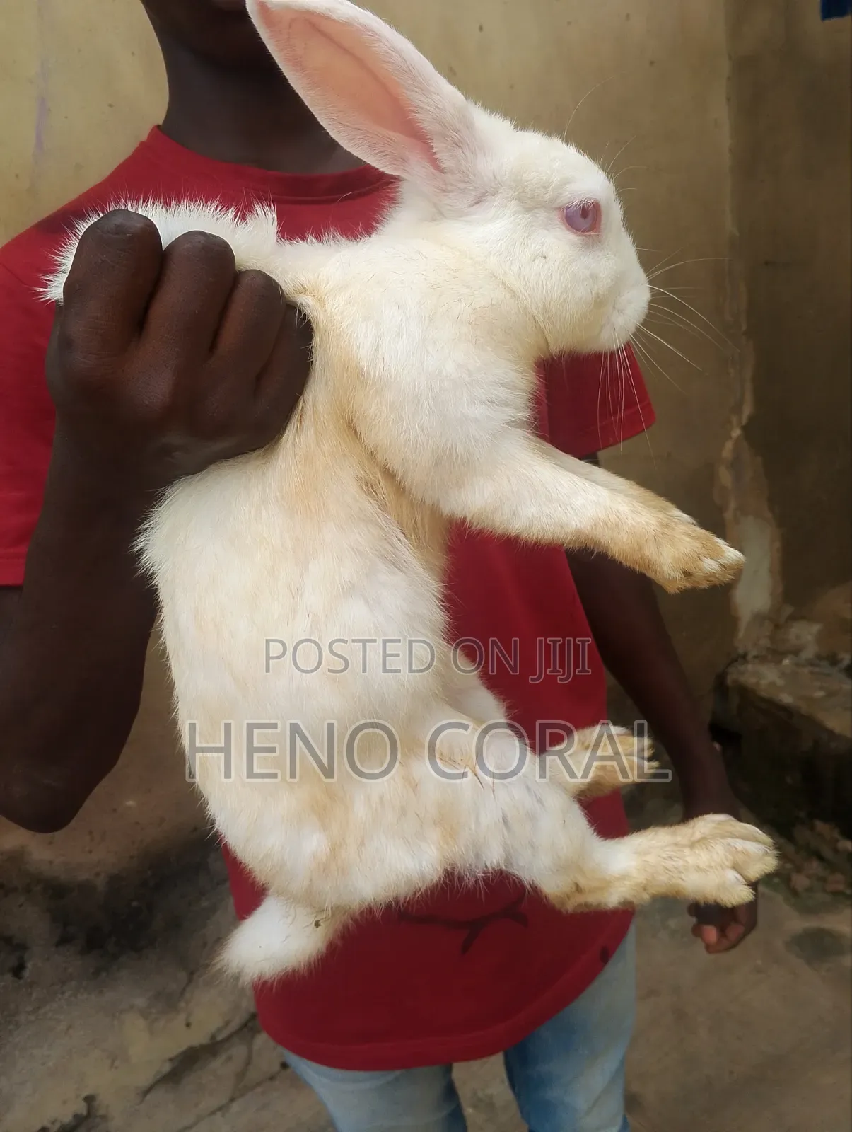 Adult Rabbit 2 Years Plus