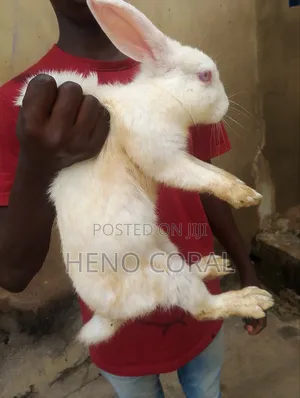Adult Rabbit 2 Years Plus
