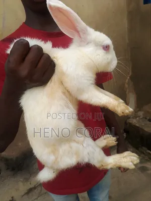 Adult Rabbit 2 Years Plus