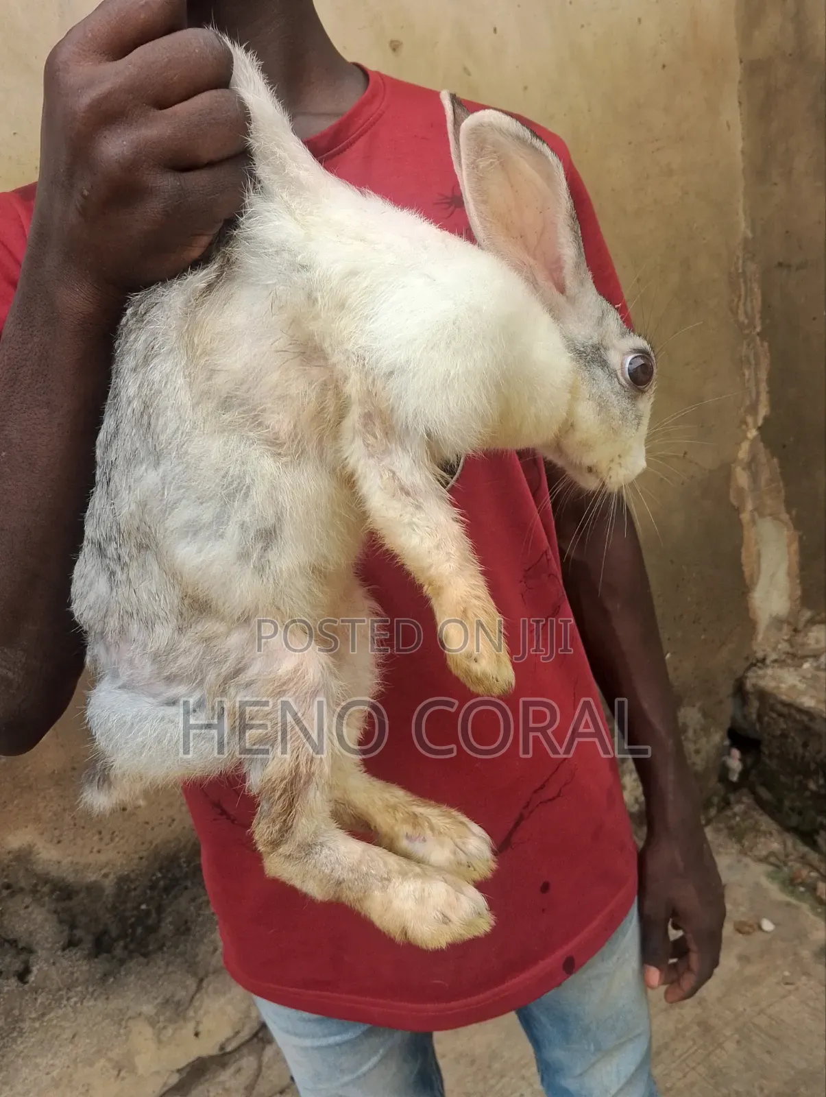 Adult Rabbit 2 Years Plus