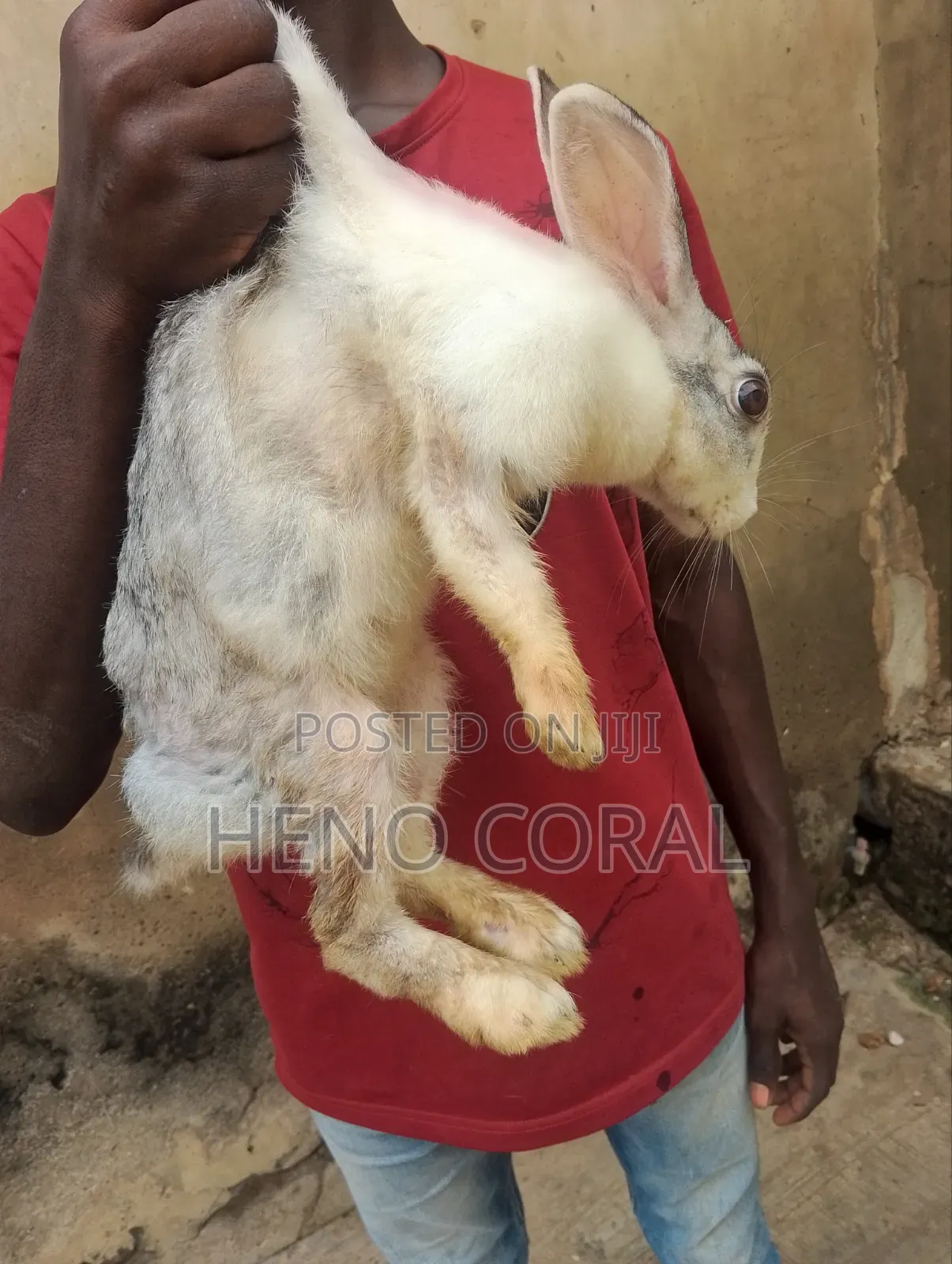 Adult Rabbit 2 Years Plus