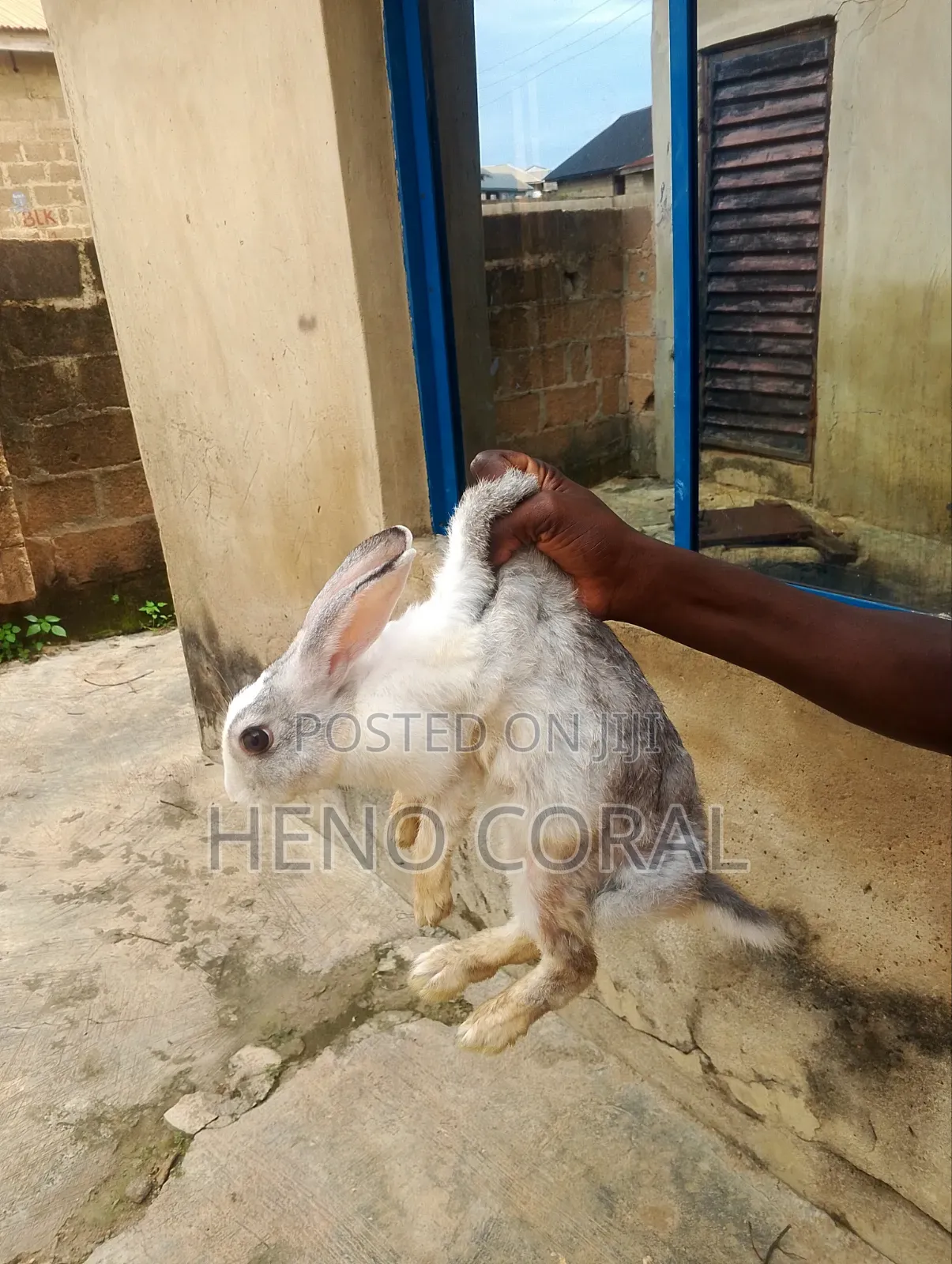 Adult Rabbit 2 Years Plus