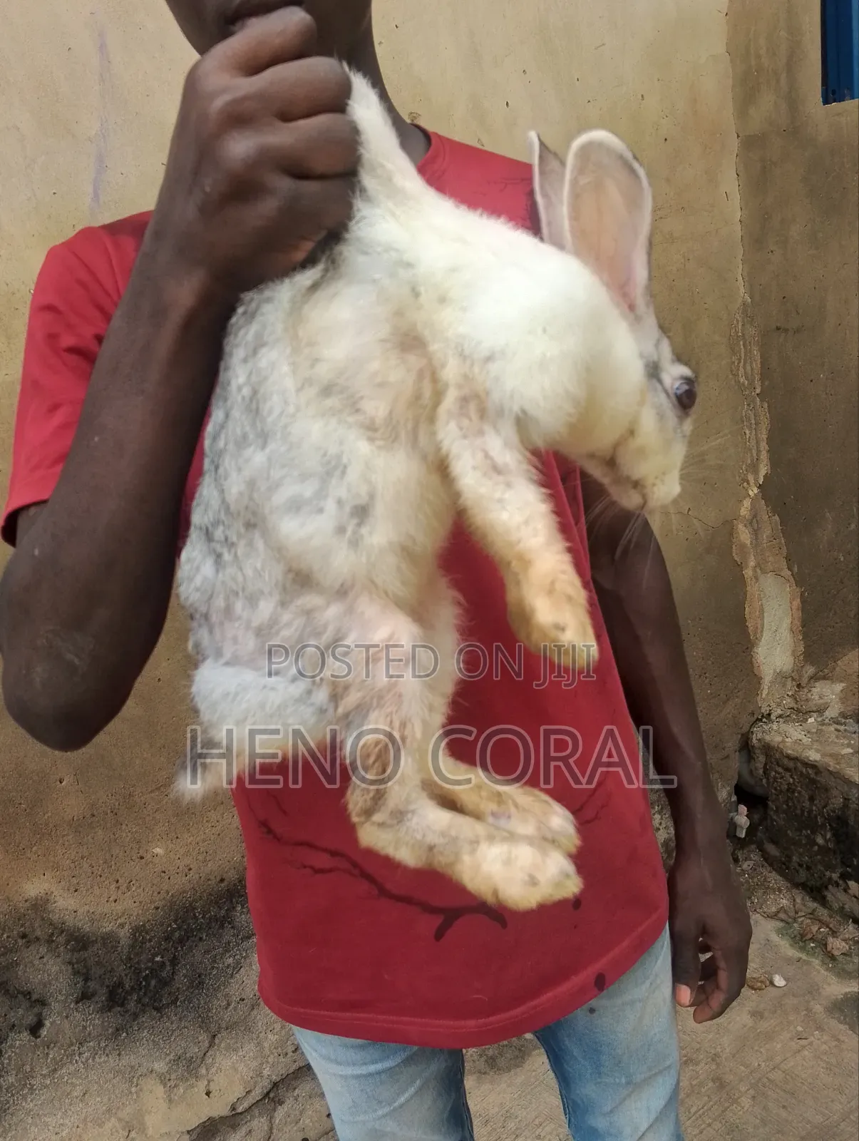 Adult Rabbit 2 Years Plus