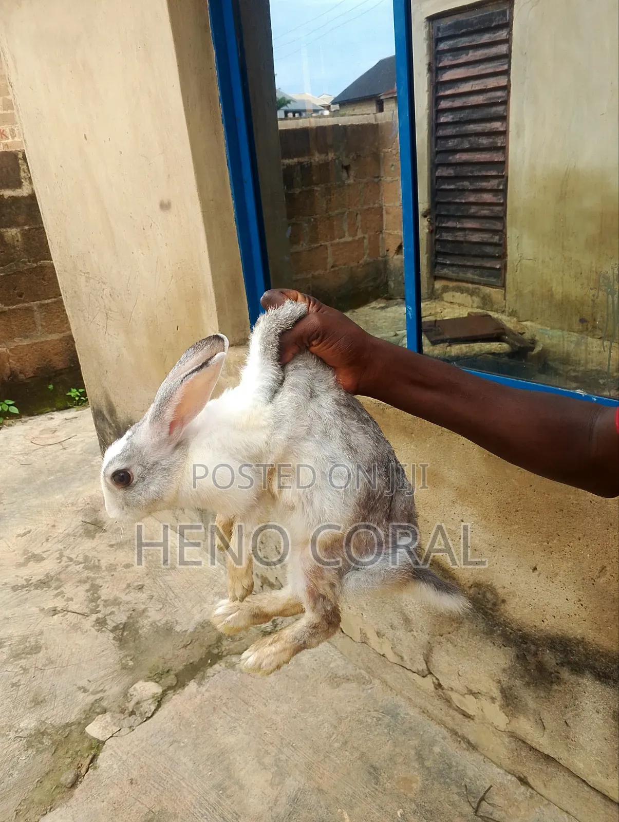 Adult Rabbit 2 Years Plus