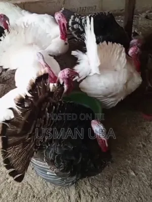 Turkey(Talo-Talo)