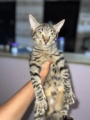 3-6 months Male Purebred American Shorthair