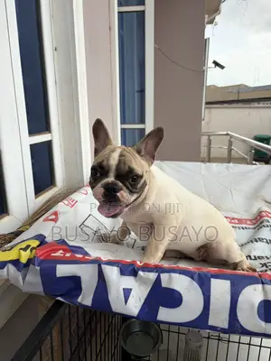 1-3 months Female Purebred French Bulldog