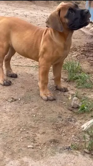 1-3 months Female Purebred Boerboel